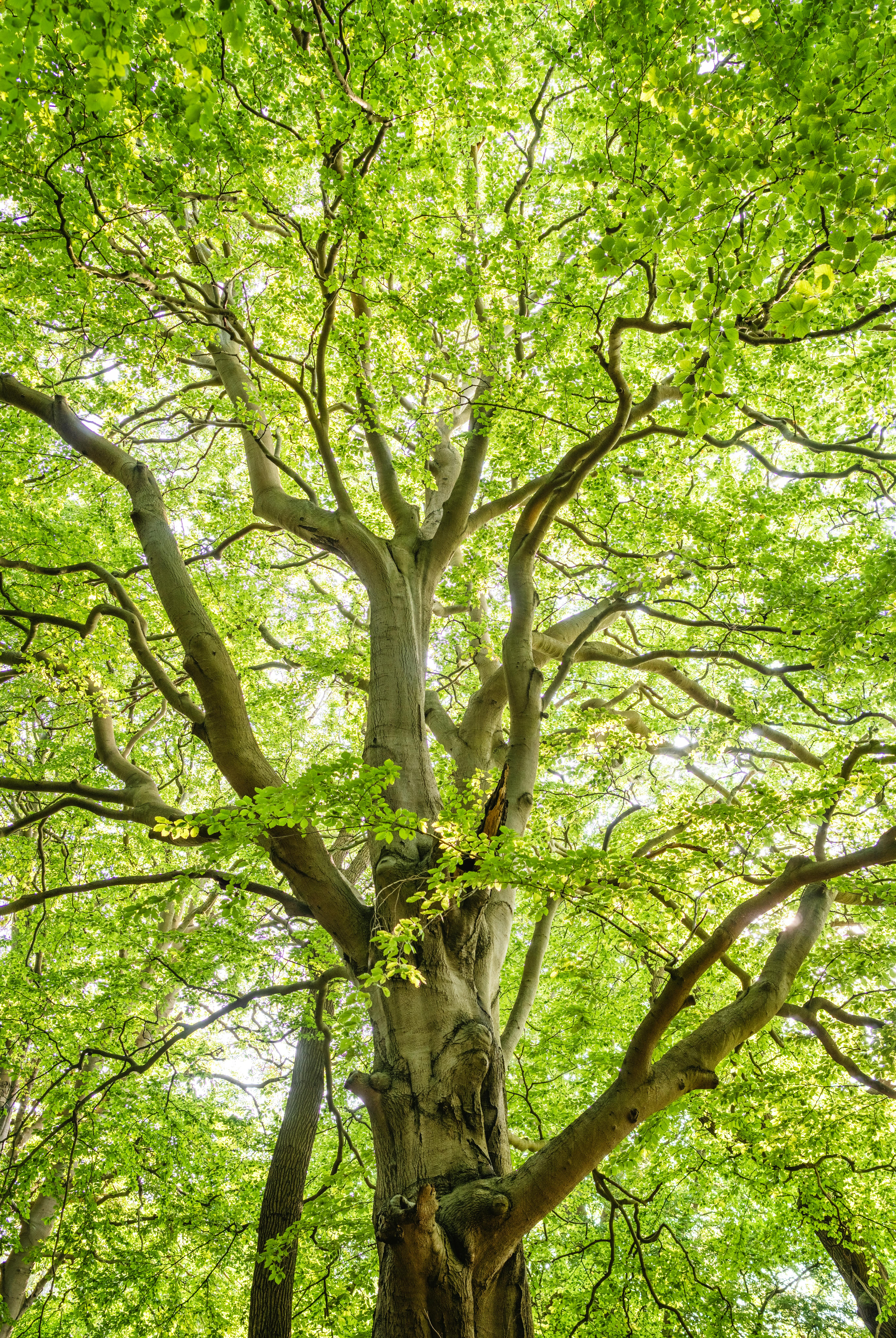 Tree canopy background